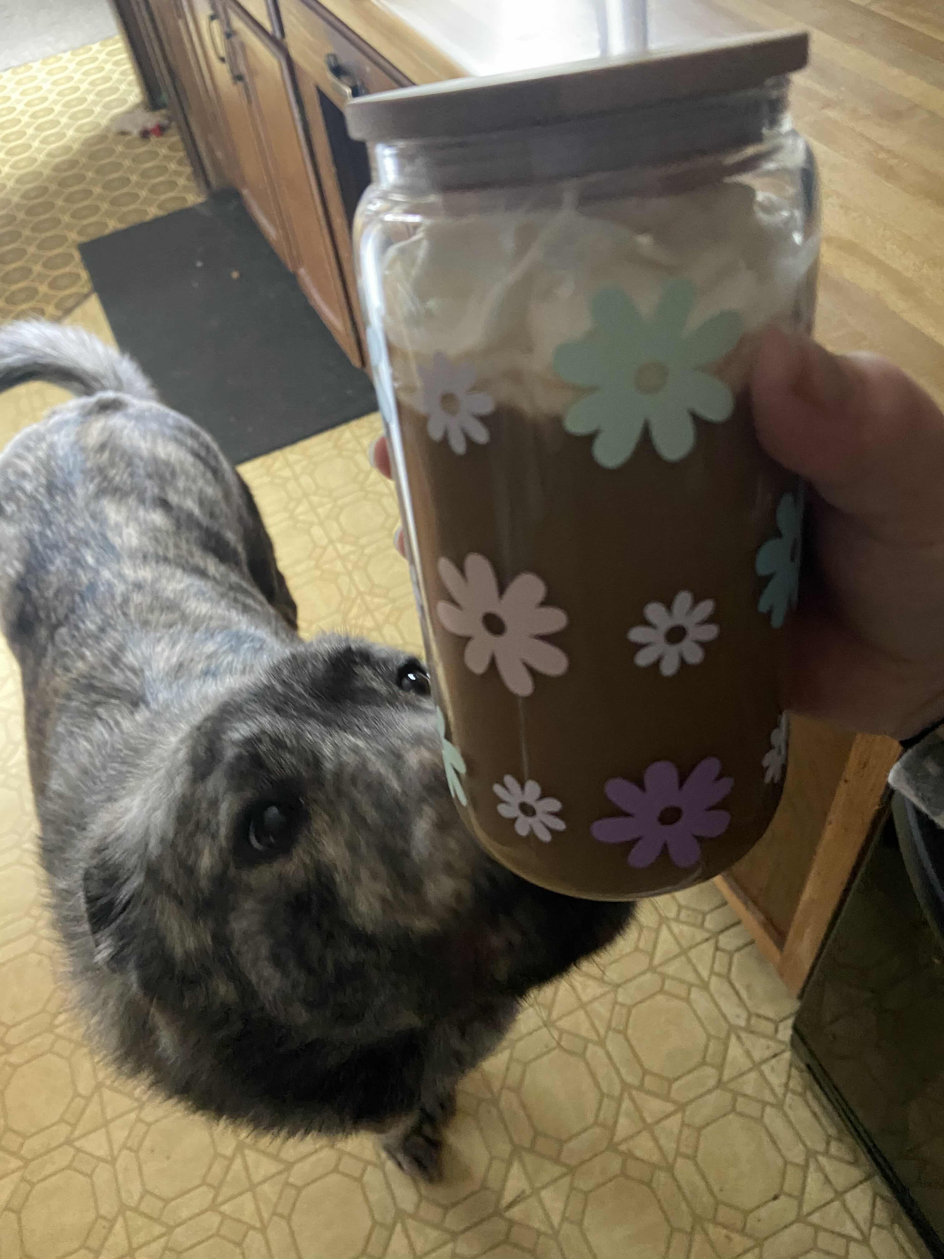 harper iced coffee